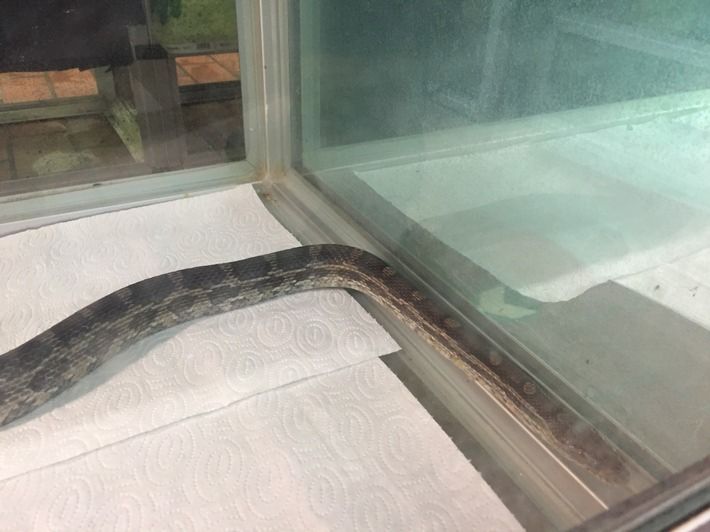 Bild: Feuerwehr Bochum, Ringelnatter