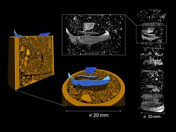 Die Probe aus Beelitzer Sandboden enthält Stücke von PET-Folie. Die Neutronentomographie (grau) zeigt, wo sie sich befinden, das Röntgenbild (ocker) enthüllt die Bodenstruktur. Übereinander gelegt werden PET-Teilchen (in blau) sichtbar.  C. Tötzke/HZB/Uni Potsdam