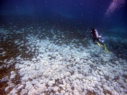 Vollständig gebleichtes Riff vor Isla Iguana in Panama  Juan Maté