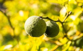 Im Botanischen Garten der HHU finden sich Früchte an allen Orten, hier die Bitterorangen (Poncirus trifoliata).  HHU / Arne Claussen