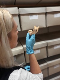 Die Forscherinnen untersuchen die 1.500 Jahre alten Zähne auf Fehlbildungen im Zahnschmelz, sogenannte Stressmarker  Harbeck  SNSB - Staatssammlung für Anthropologie München