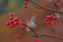 Die Mehlbeere im Herbst: Früchte und Blätter (auf der Unterseite dicht filzig behaart)  Boris Mittermeier, LWF