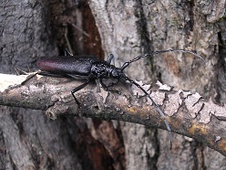 Heldbock  Ludwig Straßer, LWF