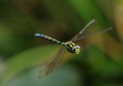 Libelle_Nachweis Andreas Brandhoff