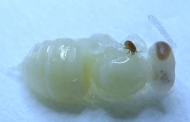 Gefahr für Europas Bienen rückt näher