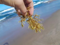 Die Sargassum-Alge - eine Klimaretterin? Copyright: Ute Marx