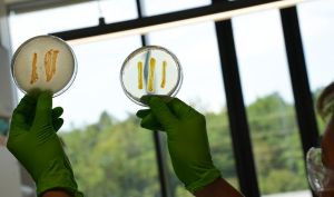 Biodiversität als Grundlage für neue Medikamente
