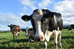 Weniger CO2, mehr Wirtschaftlichkeit: Klimaschutzpotenziale in der Milchviehhaltung