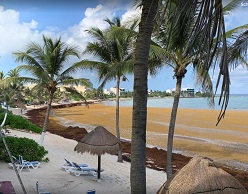 Strand in Akumal (Mexiko): Statt weißem Sand und türkisfarbenem Wasser gibt es dort braune, stinkende Haufen der Sargassum-Alge. Quelle: Laura Otto