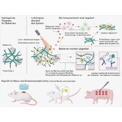 Wie das Hydrogel Bakterien einfängt und die Wundheilung fördert.  Quelle: Xuan Q et al. (2025)  Copyright: Nature Communications, Grafik vereinfacht, CC BY 4.0
