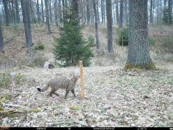 Kleine Sensation im Barnim: HNEE weist erstmals genetisch reine Wildkatzen nach