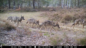 Der Anblick eines Wolfs in freier Wildbahn erzeugt die unterschiedlichsten Reaktionen. Die Nachwuchsforschungsgruppe um Hannes Koenig (ZALF) untersucht, wie Konflikte zwischen dem Menschen und Wildtieren minimiert werden können.  Michler