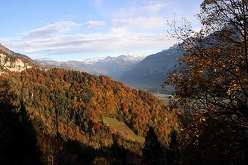 Artenreicher Laub-Mischwald bei Brienz (Kanton Bern, Schweiz).  Foto: Reinhard Lässig / WSL