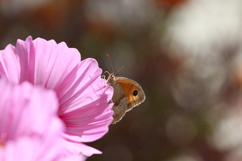 Insekten