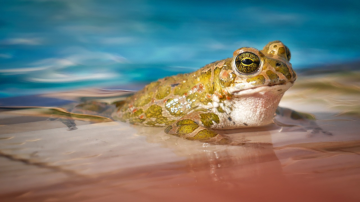 Das Pool-Projekt 2025 Symbolbild pixabay