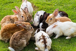Kaninchen Gesellschaft und viel Freilauf 