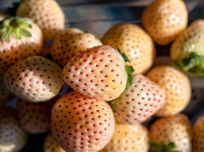 Erdbeeren es gibt sie auch in weiss
