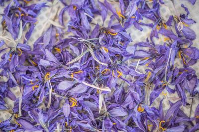 Safran in voller Blüte