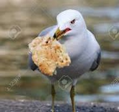 Möwe beim Brotpicken