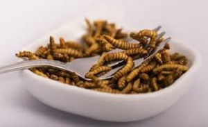 Insekten als Lebensmittel Guten Appetit
