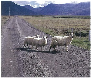 Schafe queren unseren Weg