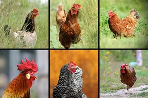 So unterschiedlich die Hühner, so ähnlich die Eier