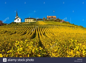 Weinbaugebiet Féchy