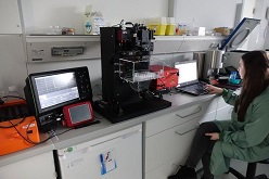 Mona Seemann, wissenschaftliche Hilfskraft am Fraunhofer AZOM, im zellbiologischen Labor des FILK Freiberg bei Untersuchungen von Knorpel-Zellkulturen.  © Fraunhofer IWS Dresden