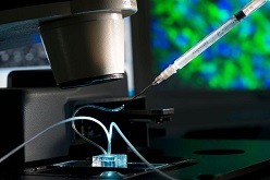 Ein Fettchip unter dem Mikroskop: Über die Spritze wird ein Wirkstoff eingebracht, um das Verhalten und die Reaktion zu untersuchen. © Fraunhofer IGB