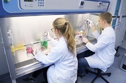 Zellkulturen für Gewebemodelle zum Testen von Substanzen am Fraunhofer-Translationszentrum für Regenerative Therapien TLZ-RT  K. Dobberke  Fraunhofer ISC