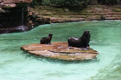 - Robbenanlage Foto: Stadt Dortmund/Zoo.