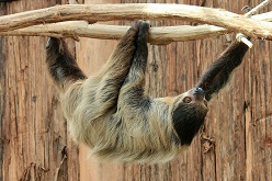 Faultier Julius im Tamandua-Haus  Foto Natalie Gutjahr