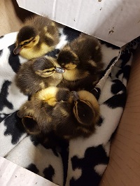 In einem Karton haben die Retter die Küken auf die Wache gebracht.