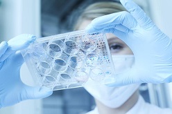 Im Labor der Kardiovaskuläre Genetik dienen Stammzellenmodelle als Modellsystem, um genetisch bedingte Herzmuskelerkrankungen zu untersuchen und neue Therapien auf ihre Wirksamkeit zu testen.  Gregor Schläger