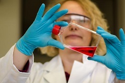 Menschliche Zellkulturen helfen dabei, entzündliche Darmerkrankungen besser zu verstehen.  Bildquelle: Universität Hohenheim / Thomas Kufer