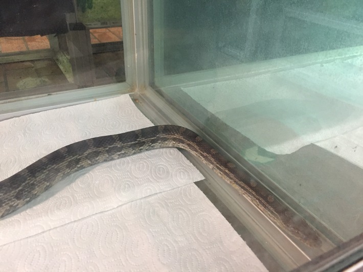 Bild: Feuerwehr Bochum, Ringelnatter