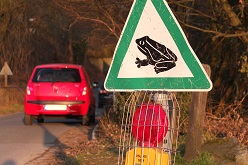 Symbolbild zum Amphibienschutz