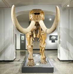 American Heiner – Ein Mammut macht Geschichte