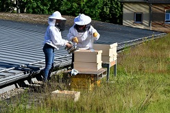 Bettina Radgen (r.) platziert gemeinsam mit ihrer Tochter die Bienenvölker auf einem Gründach der Frankfurt UAS.  B.Bieber/Frankfurt UAS