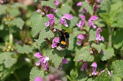 Hummeln fliegen mehrere Kilometer entfernt liegende Nahrungsquellen an. Sie profitieren schnell von günstigen Nahrungsressourcen in Gärten.  Foto: Christoph Moning  Copyright: Hochschule Weihenstephan-Triesdorf