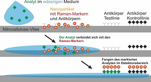 IFNANO-Schnelltest zum Protein Interleukin 8  IFNANO e.V.