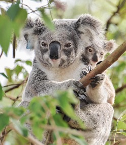 Koala in der Wildnis A. Gillett