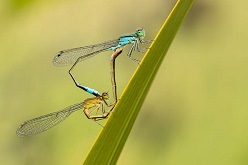 Le coeur d’amour – Sommer  Fotograf: Uwe Wuller