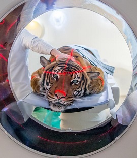 Tiger im CT  Leibniz-IZW/Ralf Günther