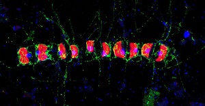 Eine Kieselalge synthetisiert komplizierte Mehrfachzucker (grün), welche von Bakterien abgebaut werden.  S. Vidal-Melgosa