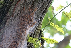 Eichenprozessionsspinner 