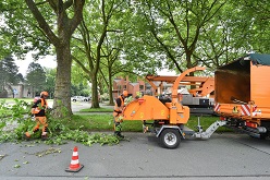 Baumpflege - 14-06-2018