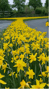 Geophyten an der Buschmühle