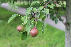 Streuobstwiese