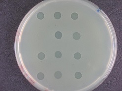 Bakterienrasen mit Löchern, die durch Phagen verursacht werden  DSMZ